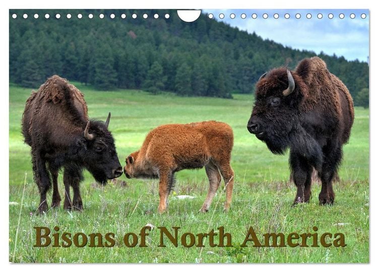 Produktbild: Bisons of North America (Wall Calendar 2026 DIN A4 landscape), CALVENDO 12 Month Wall Calendar