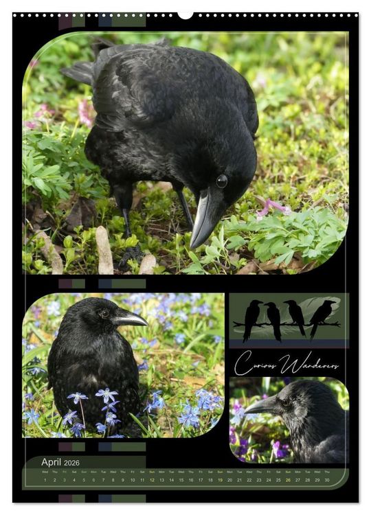 Produktbild: Crows - Through the Seasons (High Quality Premium Wall Calendar 2026 DIN A2 portrait),CALVENDO 12 Month Wall Calendar