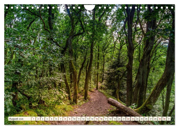 Produktbild: Im Zauber der W&auml;lder (Wandkalender 2026 DIN A4 quer), CALVENDO Monatskalender