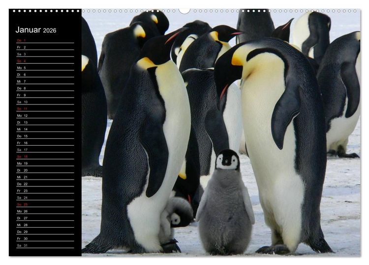 Produktbild: Pinguine - Kaiser- und K&ouml;nigspinguine (hochwertiger Premium Wandkalender 2026 DIN A2 quer), Kunstdruck in Hochglanz