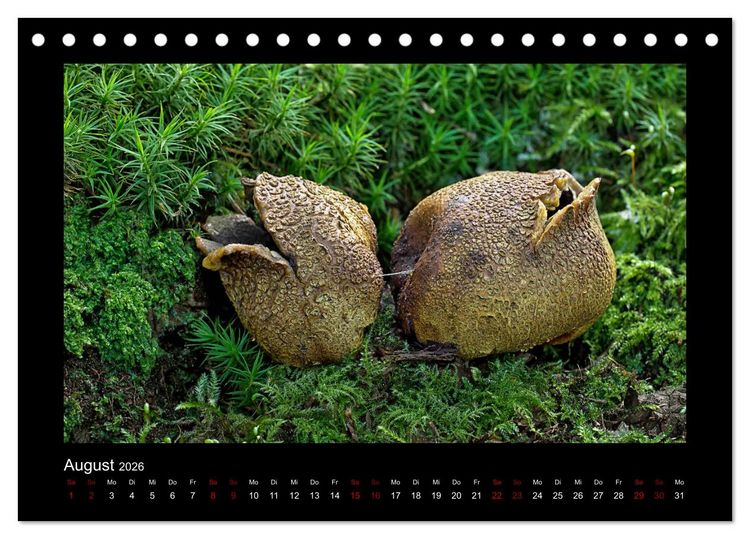 Produktbild: Pilzgalerie - Heimische Pilze aus der Region Rheinland-Pfalz (Tischkalender 2026 DIN A5 quer), CALVENDO Monatskalender