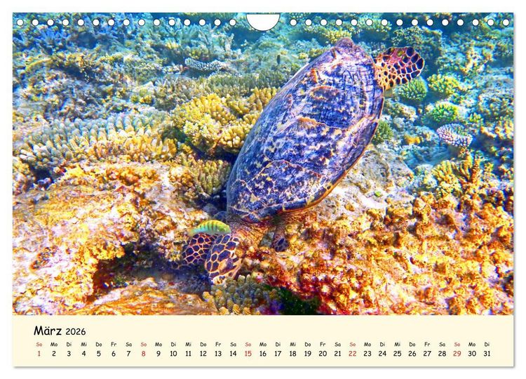 Produktbild: Faszination Meeresschildkr&ouml;ten (Wandkalender 2026 DIN A4 quer), CALVENDO Monatskalender