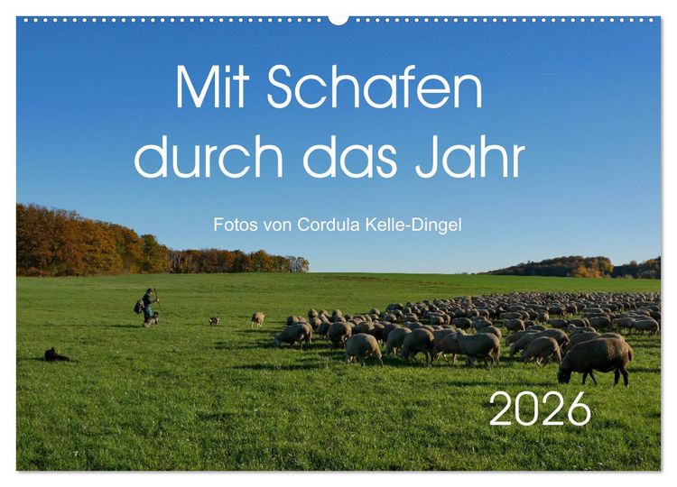 Produktbild: Mit Schafen durch das Jahr (Wandkalender 2026 DIN A2 quer), CALVENDO Monatskalender