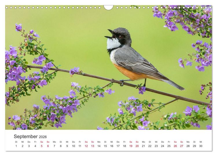 Produktbild: Singv&ouml;gel aus Australien (Wandkalender 2026 DIN A3 quer), CALVENDO Monatskalender