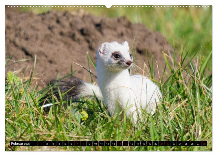 Produktbild: Wildtiere des Paderborner Landes (hochwertiger Premium Wandkalender 2026 DIN A2 quer), Kunstdruck in Hochglanz