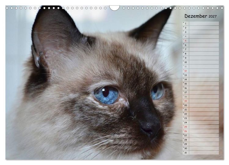 Produktbild: Katzen im Portr&auml;t / Geburtstagskalender (Wandkalender 2027 DIN A3 quer), CALVENDO Monatskalender