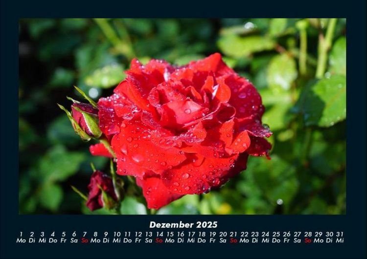 Produktbild: Blumenzauber 2025 Fotokalender DIN A4