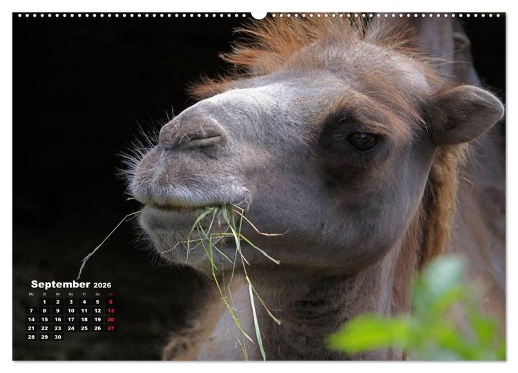 Produktbild: Kamele (hochwertiger Premium Wandkalender 2026 DIN A2 quer), Kunstdruck in Hochglanz