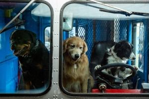 Produktbild: Cats & Dogs 3: Pfoten vereint!