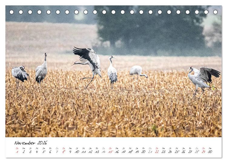 Produktbild: Mein Fischland! Unterwegs auf dem Dar&szlig; (Tischkalender 2026 DIN A5 quer), CALVENDO Monatskalender