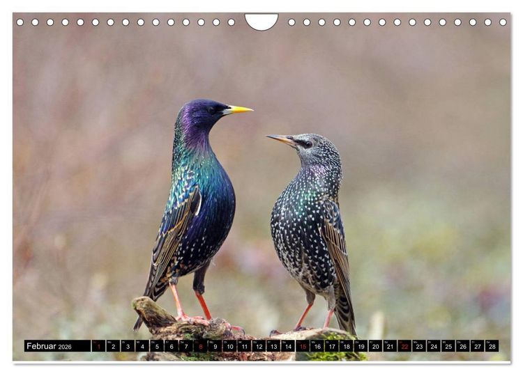 Produktbild: Der Star (Wandkalender 2026 DIN A4 quer), CALVENDO Monatskalender