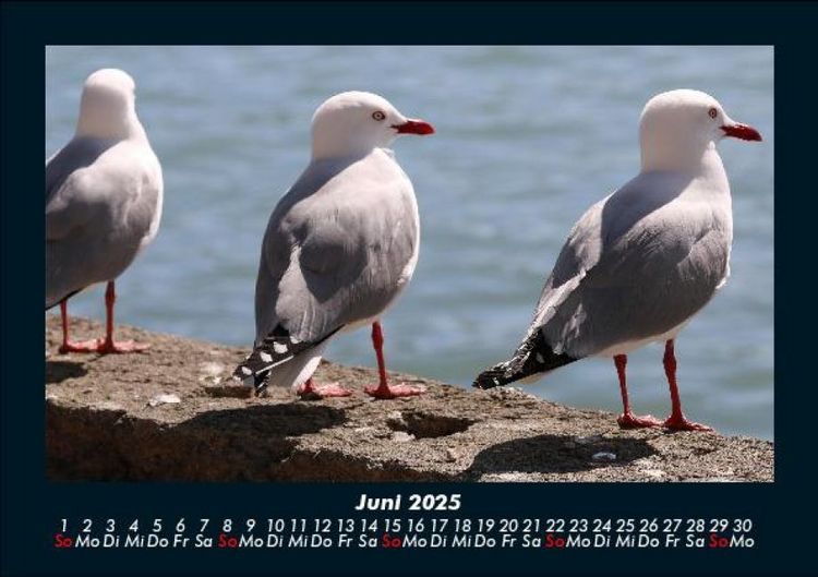 Produktbild: M&ouml;wen 2025 Fotokalender DIN A5