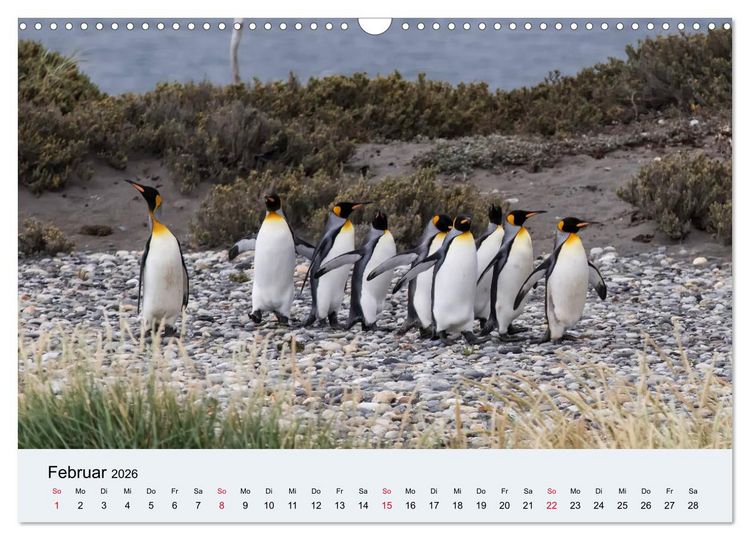 Produktbild: Feuerland - Am Puls der Wildnis (Wandkalender 2026 DIN A3 quer), CALVENDO Monatskalender