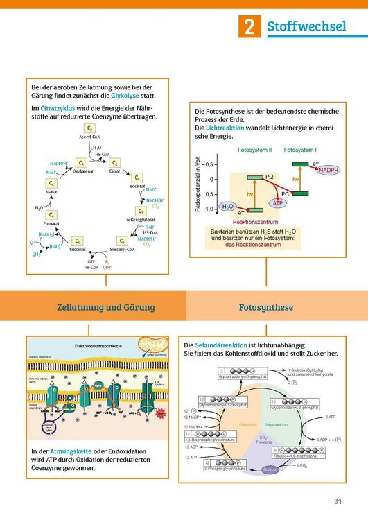Produktbild: Klett Sicher im Abi Biologie