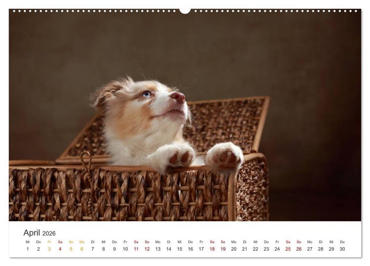 Produktbild: Welpenblicke (hochwertiger Premium Wandkalender 2026 DIN A2 quer), Kunstdruck in Hochglanz