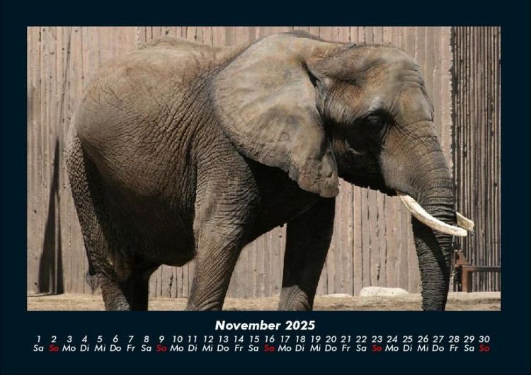 Produktbild: Elefanten - Die sanften Riesen Afrikas 2025 Fotokalender DIN A4