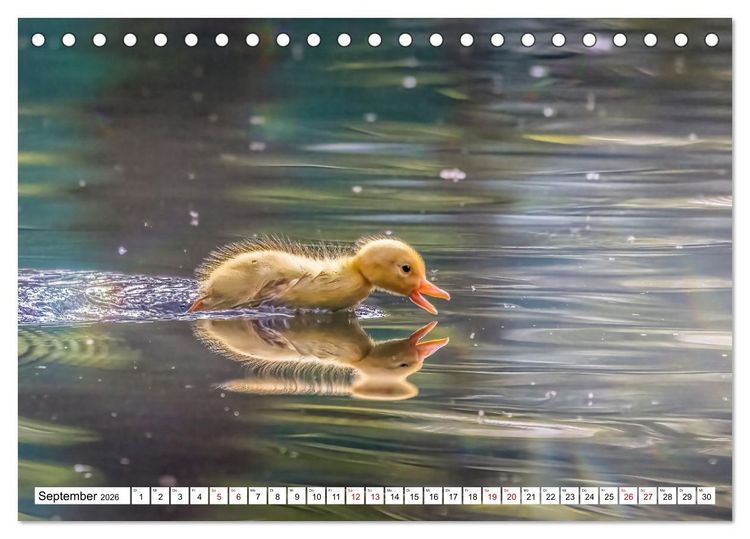 Produktbild: Flauschige Momente! Enten- und G&auml;nsek&uuml;ken im Jahreslauf (Tischkalender 2026 DIN A5 quer), CALVENDO Monatskalender