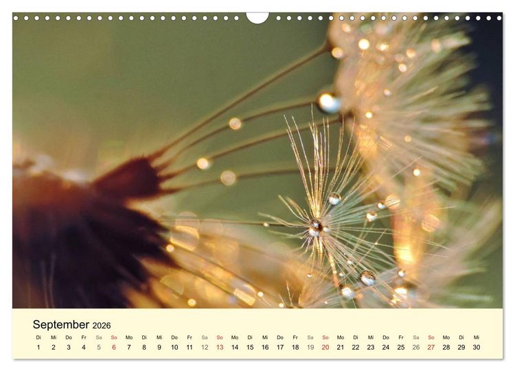 Produktbild: Naturjuwel Pusteblume (Wandkalender 2026 DIN A3 quer), CALVENDO Monatskalender