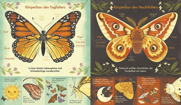 Produktbild: Das Wunder eines Schmetterlings