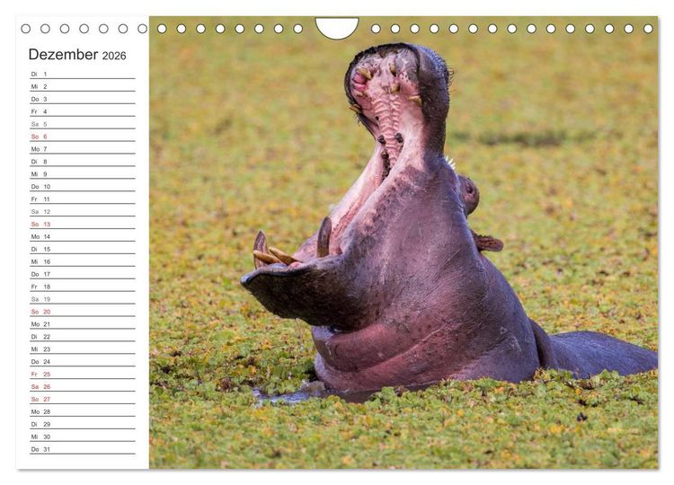 Produktbild: Emotionale Momente: Nilpferde hautnah (Wandkalender 2026 DIN A4 quer), CALVENDO Monatskalender