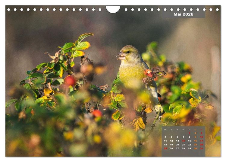 Produktbild: SINGV&Ouml;GEL - Die pr&auml;chtigen S&auml;nger in sch&ouml;nem Ambiente (Wandkalender 2026 DIN A4 quer), CALVENDO Monatskalender