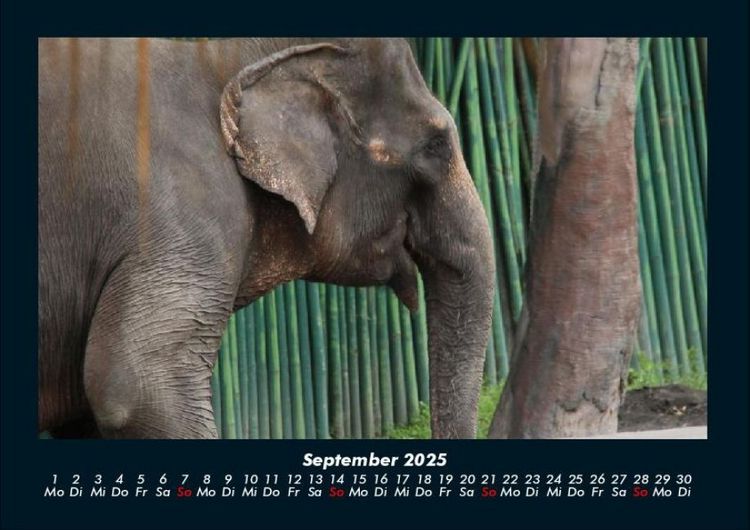 Produktbild: Elefanten - Die sanften Riesen Afrikas 2025 Fotokalender DIN A4
