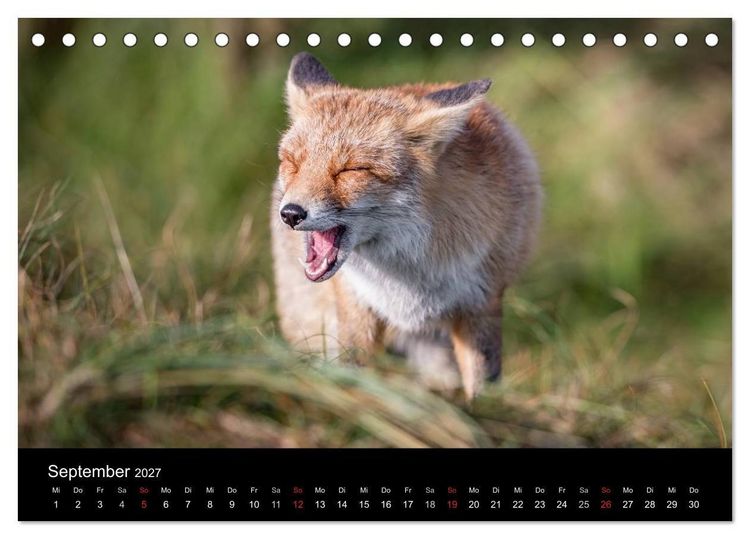 Produktbild: Rotf&uuml;chse (Tischkalender 2027 DIN A5 quer), CALVENDO Monatskalender