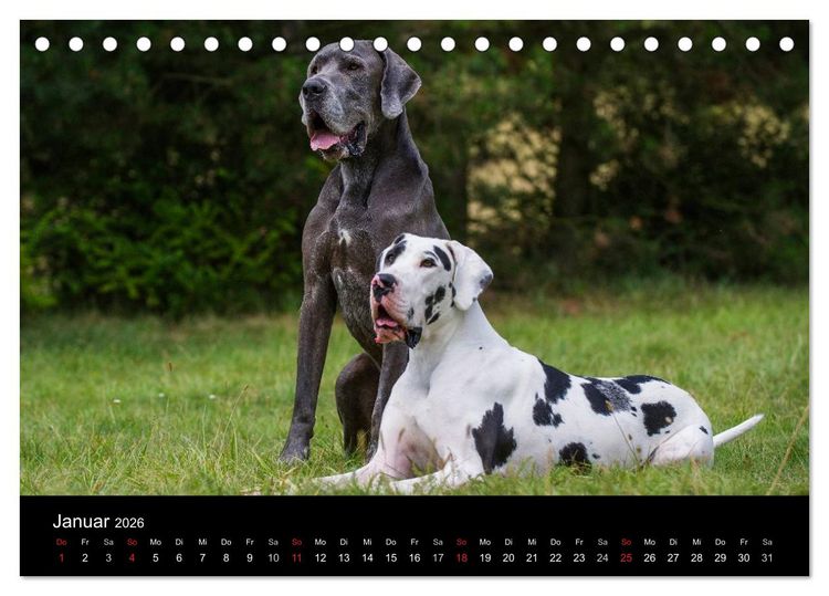 Produktbild: Deutsche Dogge 2026 (Tischkalender 2026 DIN A5 quer), CALVENDO Monatskalender