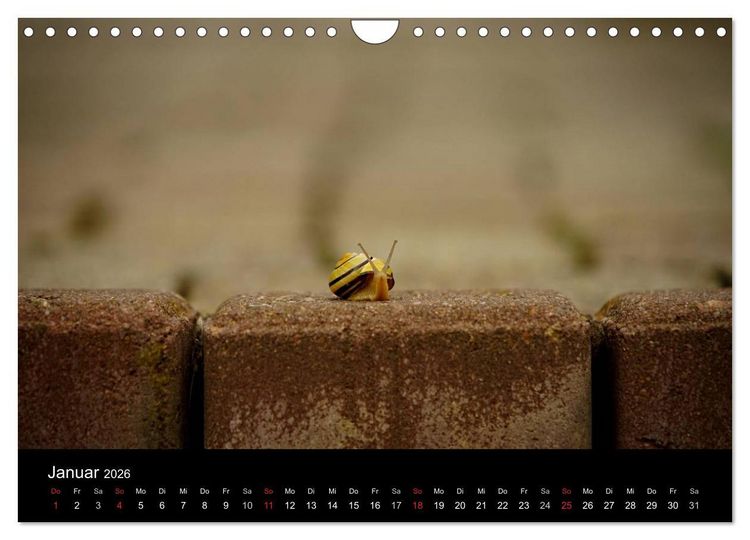 Produktbild: Kleine B&auml;nderschnecke ganz gro&szlig; - Gem&uuml;tlich durch das neue Jahr (Wandkalender 2026 DIN A4 quer), CALVENDO Monatskalender