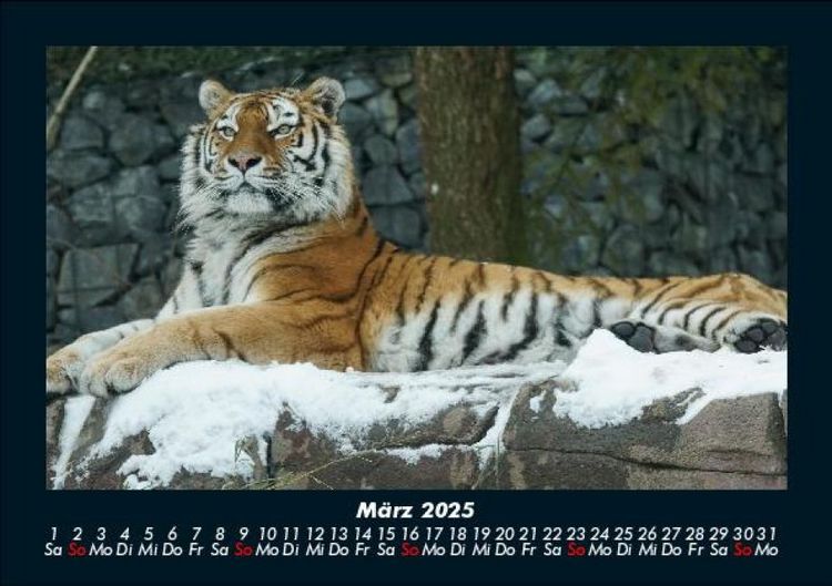 Produktbild: Tiger 2025 Fotokalender DIN A5
