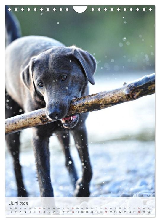 Produktbild: Hundepers&ouml;nlichkeiten (Wandkalender 2026 DIN A4 hoch), CALVENDO Monatskalender