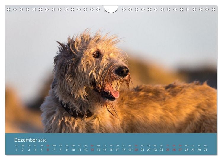 Produktbild: Irische Wolfshunde (Wandkalender 2026 DIN A4 quer), CALVENDO Monatskalender