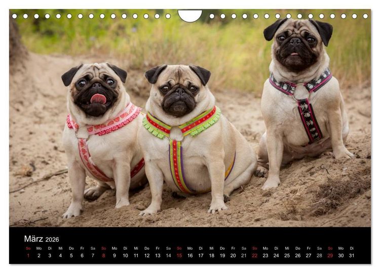 Produktbild: Vermopst durchs Jahr (Wandkalender 2026 DIN A4 quer), CALVENDO Monatskalender