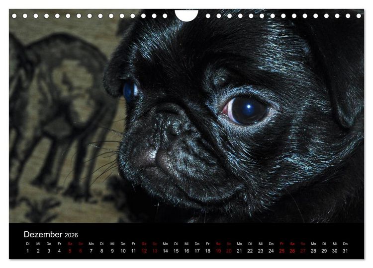 Produktbild: Alles Mops-Kalender 2026 (Wandkalender 2026 DIN A4 quer), CALVENDO Monatskalender