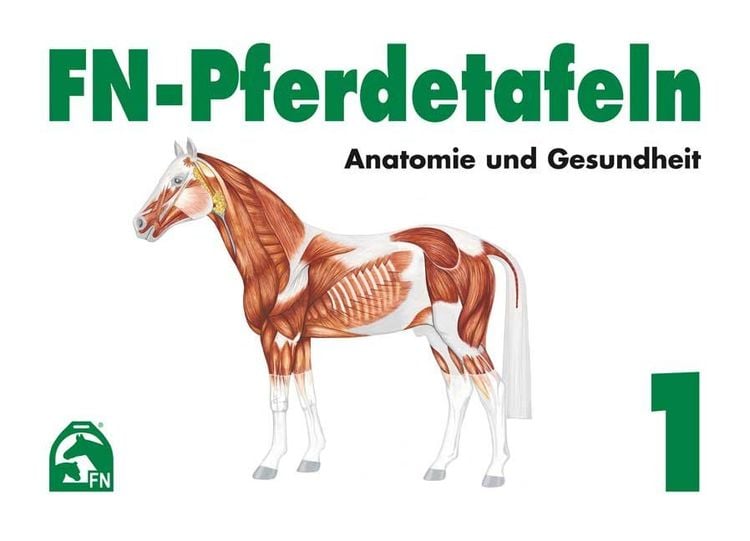 Produktbild: FN-Pferdetafeln. Mappe 1. Anatomie und Gesundheit
