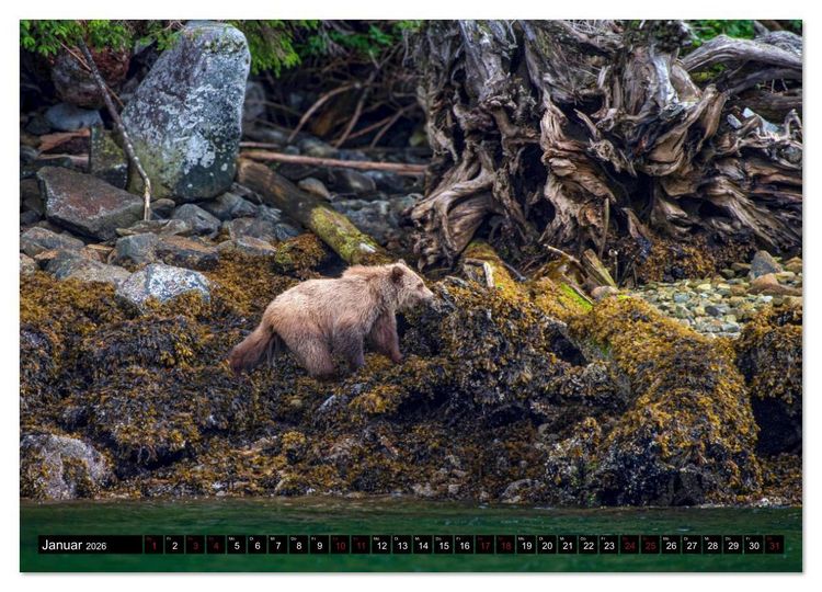 Produktbild: Grizzlys und Geisterb&auml;ren - Glendale Cove, Kanada (hochwertiger Premium Wandkalender 2026 DIN A2 quer), Kunstdruck in Hochglanz