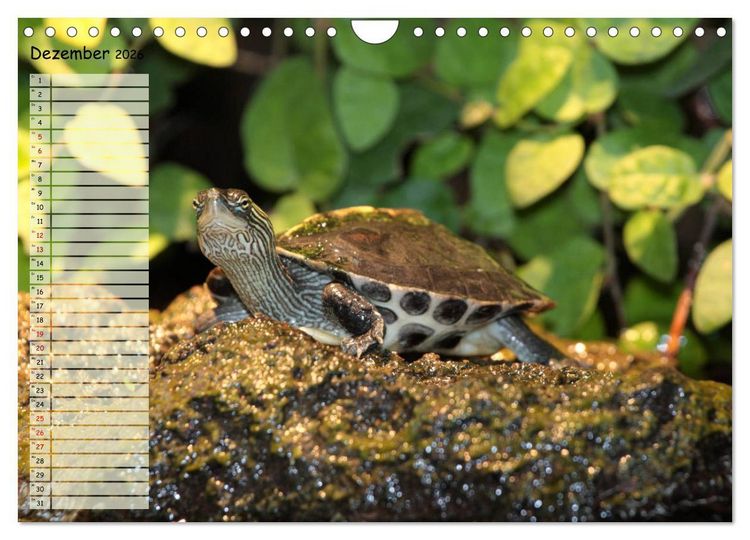 Produktbild: Schildkr&ouml;ten - Gepanzerte Wesen aus Urzeiten (Wandkalender 2026 DIN A4 quer), CALVENDO Monatskalender