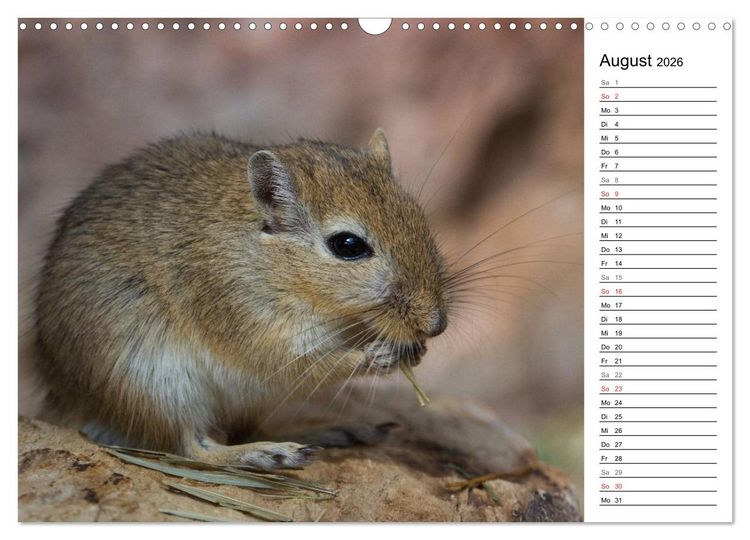 Produktbild: Mausebande (Wandkalender 2026 DIN A3 quer), CALVENDO Monatskalender