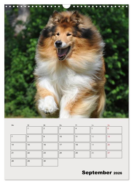 Produktbild: Collies - Freunde f&uuml;r&acute;s Leben (Wandkalender 2026 DIN A3 hoch), CALVENDO Monatskalender