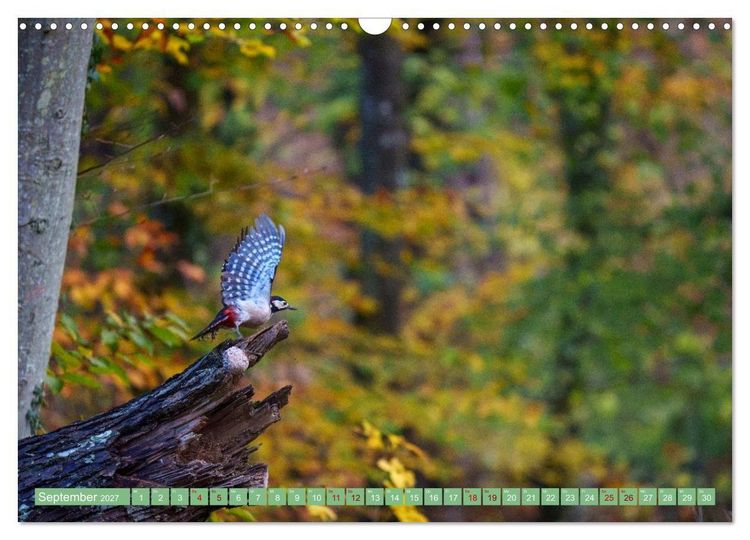 Produktbild: Buntspechte im Flug (Wandkalender 2027 DIN A3 quer), CALVENDO Monatskalender