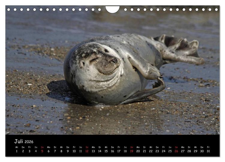 Produktbild: Kegelrobben und Seehunde (Wandkalender 2026 DIN A4 quer), CALVENDO Monatskalender