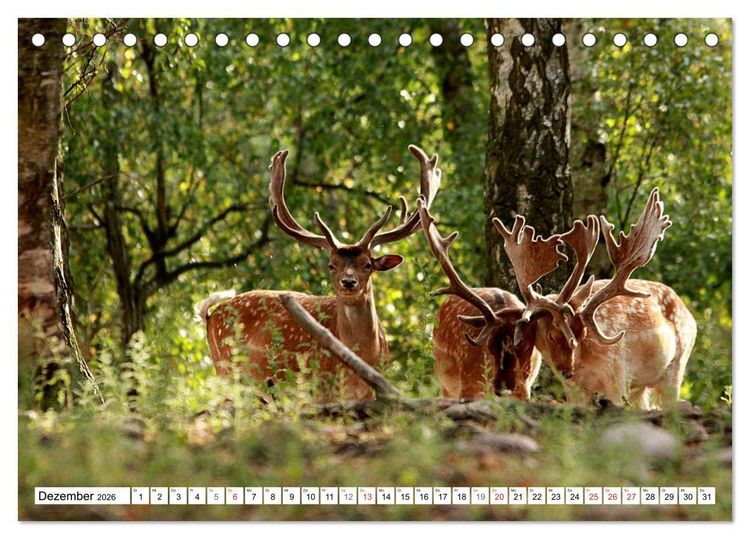 Produktbild: Der Damhirsch - Der Schaufeltr&auml;ger des Waldes (Tischkalender 2026 DIN A5 quer), CALVENDO Monatskalender