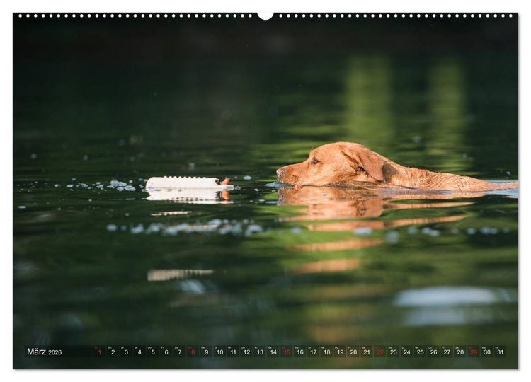 Produktbild: Faszination Labrador - gelb, foxred, schwarz (Wandkalender 2026 DIN A2 quer), CALVENDO Monatskalender