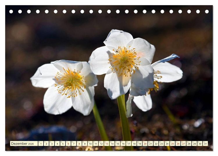 Produktbild: Meine sch&ouml;nsten Alpenblumen (Tischkalender 2026 DIN A5 quer), CALVENDO Monatskalender