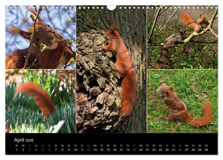 Produktbild: Wilde Eichh&ouml;rnchenwelt! (Wandkalender 2026 DIN A3 quer), CALVENDO Monatskalender