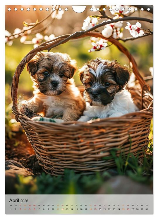 Produktbild: Shih Tzu - immer im Mittelpunkt (Wandkalender 2026 DIN A4 hoch), CALVENDO Monatskalender