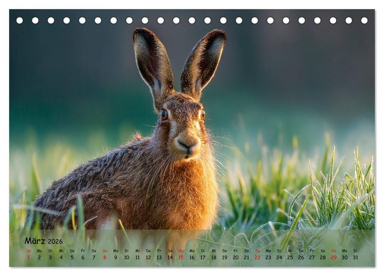 Produktbild: Jagd und Natur - Kalender f&uuml;r J&auml;ger mit Wildtieren Deutschlands im Jahreslauf (Tischkalender 2026 DIN A5 quer), CALVENDO Monatskalender