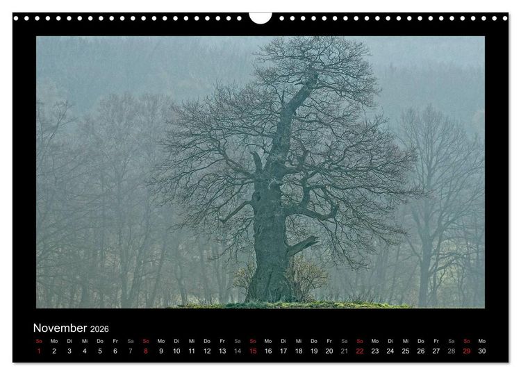 Produktbild: M&auml;rchenhafter Reinhardswald und Urwald Sababurg (Wandkalender 2026 DIN A3 quer), CALVENDO Monatskalender