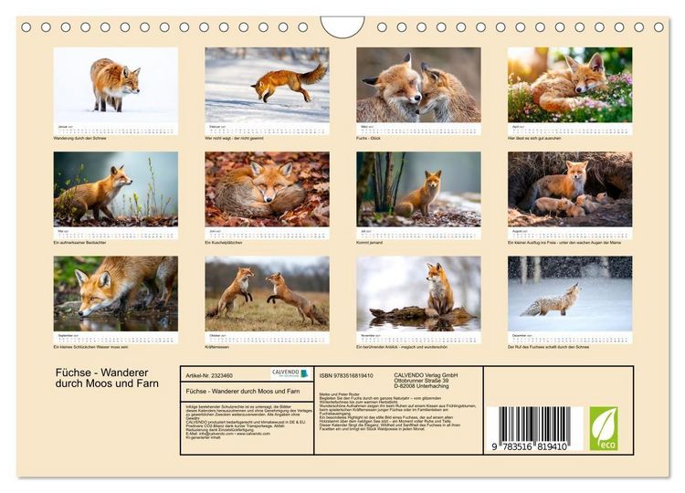 Produktbild: F&uuml;chse - Wanderer durch Moos und Farn (Wandkalender 2027 DIN A4 quer), CALVENDO Monatskalender