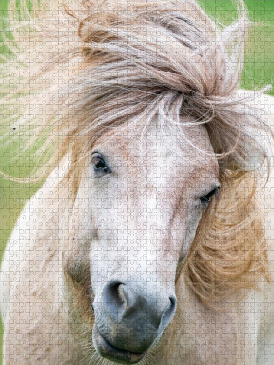 Produktbild: CALVENDO Puzzle Sturmfrisur 1000 Teile Lege-Gr&ouml;&szlig;e 48 x 64 cm Foto-Puzzle Bild von Ingo Gerlach